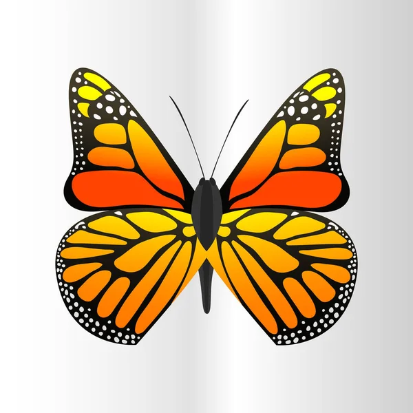 Πολύχρωμο πεταλούδα με αφηρημένα διακοσμητικό μοτίβο καλοκαίρι δωρεάν μύγα παρόντες σιλουέτα και ομορφιάς φύση την άνοιξη εντόμων διακόσμηση. Εικονογράφηση διάνυσμα. — Διανυσματικό Αρχείο