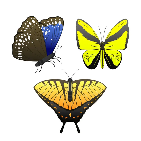 Borboletas coloridas com padrão decorativo abstrato verão livre mosca presente silhueta e beleza natureza primavera inseto decoração. ilustração vetorial . — Vetor de Stock