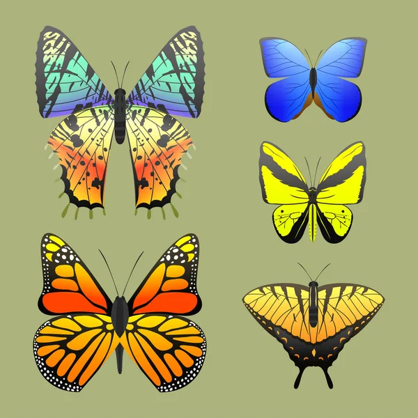 Πολύχρωμες πεταλούδες με αφηρημένα διακοσμητικό μοτίβο καλοκαίρι δωρεάν μύγα παρόντες σιλουέτα και ομορφιάς φύση την άνοιξη εντόμων διακόσμηση. Εικονογράφηση διάνυσμα. — Διανυσματικό Αρχείο