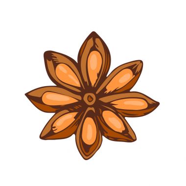 Bütün beyaz arka taraftan izole anasonu aromatik baharat gıda ve anason aroması çeşni vektör çizim baharat çizilmiş.