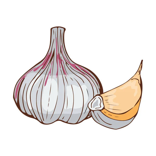 Fresco ajo bulbo condimento mano dibujado estilo de alimentos sobre fondo blanco orgánico vegetal natural madura especia y vegetariano ingrediente vector ilustración . — Vector de stock