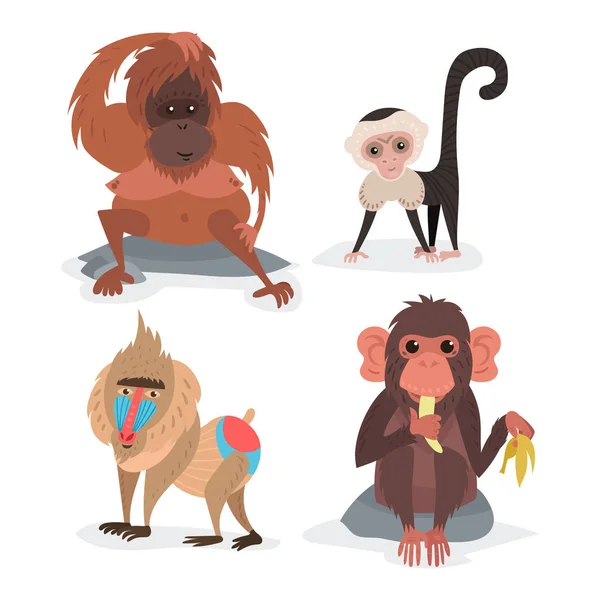 Different breads monkey character animal wild zoo ape chimpanzee vector illustration. — Stock Vector