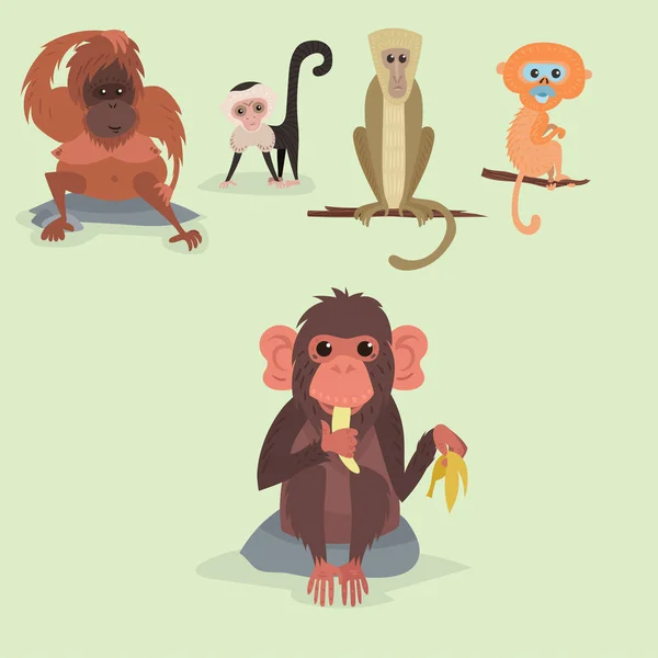 Different breads monkey character animal wild zoo ape chimpanzee vector illustration. — Stock Vector