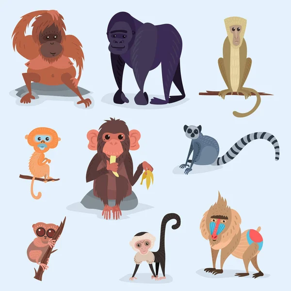 Different breads monkey character animal wild zoo ape chimpanzee vector illustration. — Stock Vector