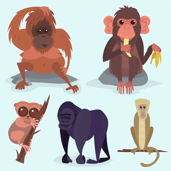 Personagem de macaco de pães diferentes animal zoológico selvagem macaco chimpanzé vetor ilustração . —  Vetores de Stock