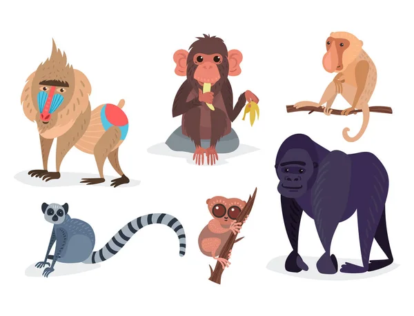 Verschiedene Brote Affe Charakter Tier wild Zoo Affen Schimpansen Vektor Illustration. — Stockvektor