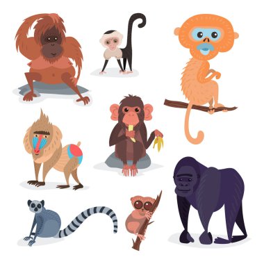 Different breads monkey character animal wild zoo ape chimpanzee vector illustration. clipart