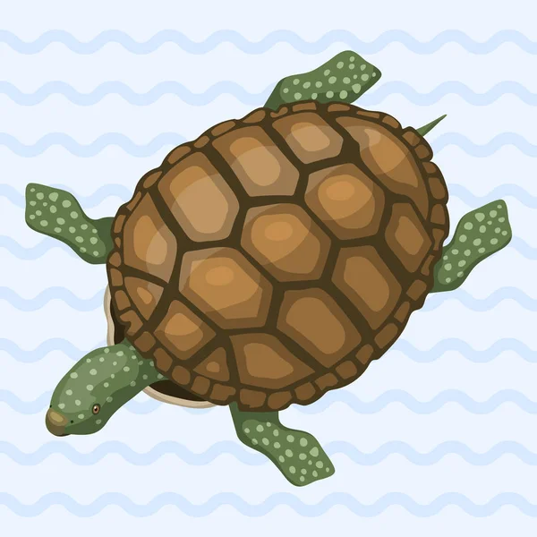 Havssköldpaddan tecknad djur havet djurliv ocean grön undervattens simma reptil vektorillustration — Stock vektor