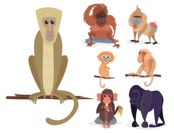 Different breads monkey character animal wild zoo ape chimpanzee vector illustration. — Stock Vector