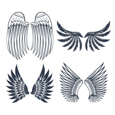 İzole kanat hayvan tüyü pinyon kuş özgürlük uçuş doğal tasarlamak vektör.