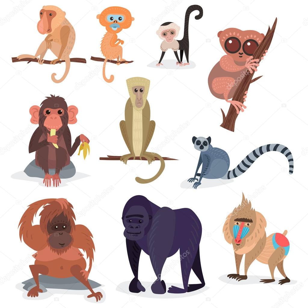 Different breads monkey character animal wild zoo ape chimpanzee vector illustration.