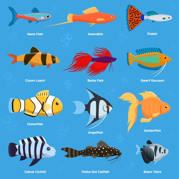 Aquarium and ocean fish breeds underwater bowl tropical aquatic animals water nature pet characters vector illustration — Stock Vector