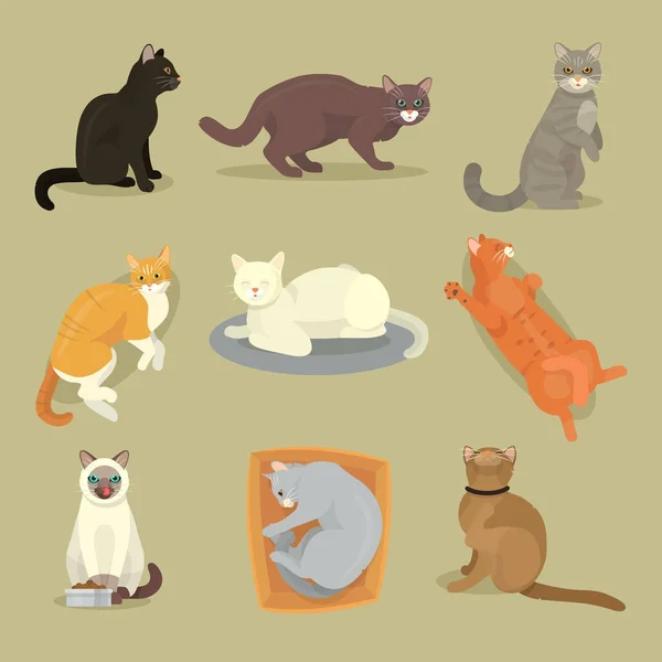 Diferentes razas de gatos lindo gatito mascota dibujos animados lindo animal cattish carácter conjunto catlike ilustración — Vector de stock