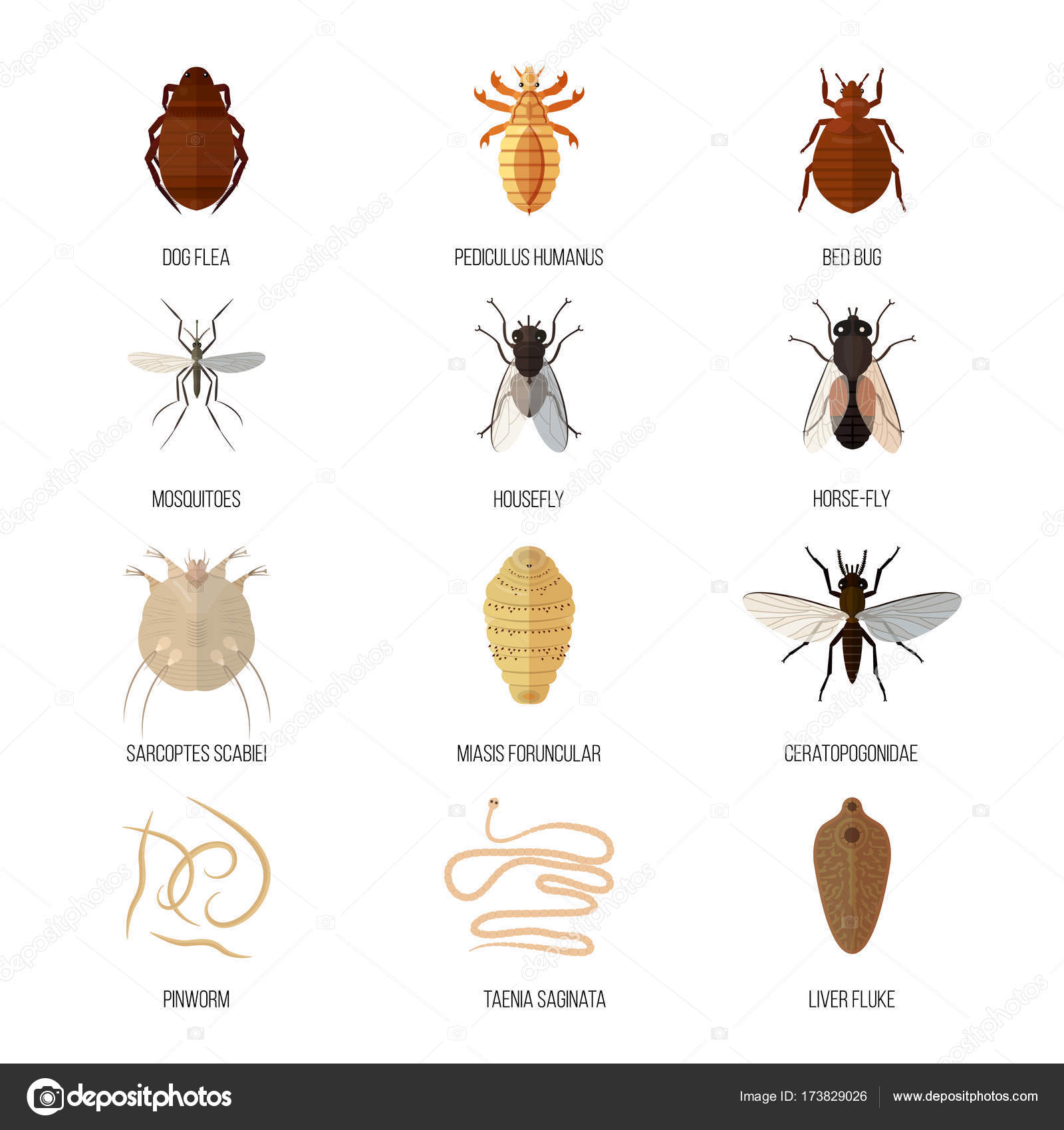 Паразитические насекомые животных. Насекомые паразиты человека. Насекомое паразит на человеческом. Виды домашних насекомых. Насекомые паразиты чело.