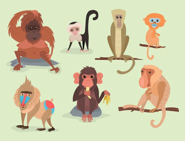 Different breads monkey character animal wild zoo ape chimpanzee vector illustration. — Stock Vector