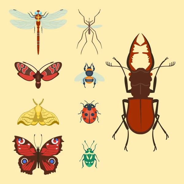 Colorful insects icons isolated wildlife wing detail summer bugs wild vector illustration — Stock Vector