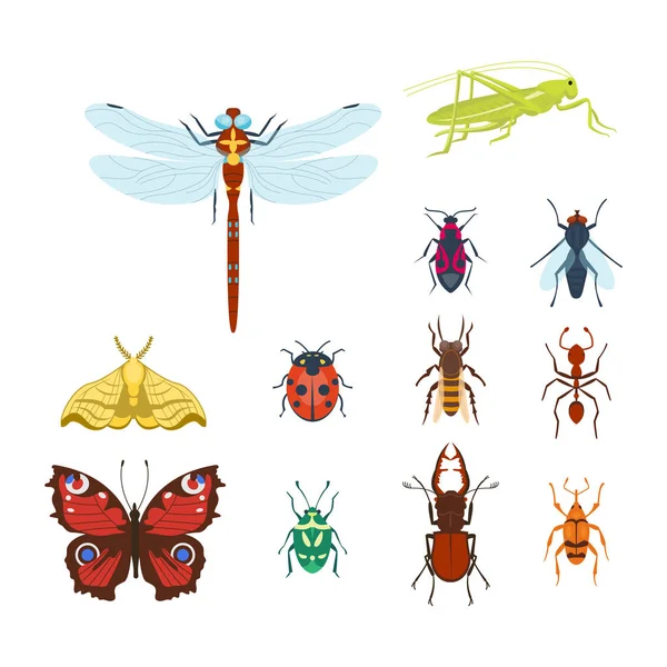 Coloridos insectos iconos aislados ala fauna detalle insectos de verano vector salvaje ilustración — Vector de stock