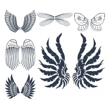 İzole kanat hayvan tüyü pinyon kuş özgürlük uçuş doğal tasarlamak vektör.