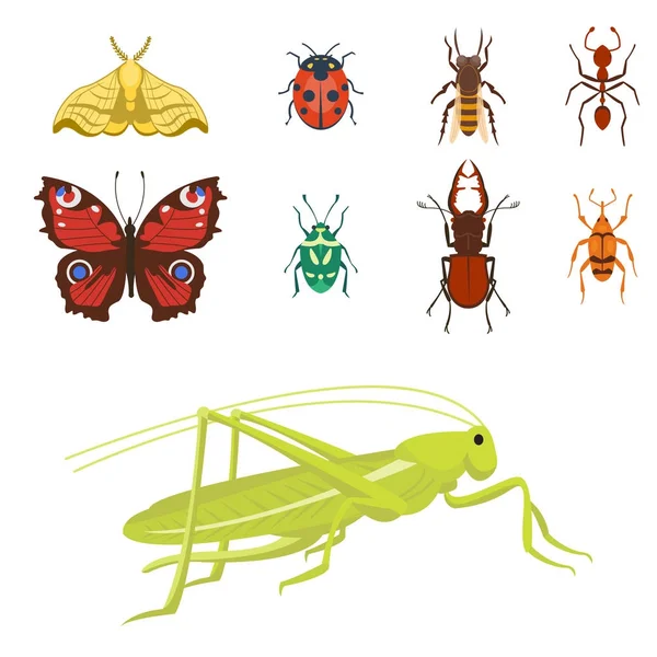 Insectes colorés icônes isolé faune aile détail été insectes sauvage vecteur illustration — Image vectorielle