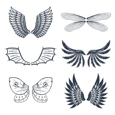 İzole kanat hayvan tüyü pinyon kuş özgürlük uçuş doğal tasarlamak vektör.