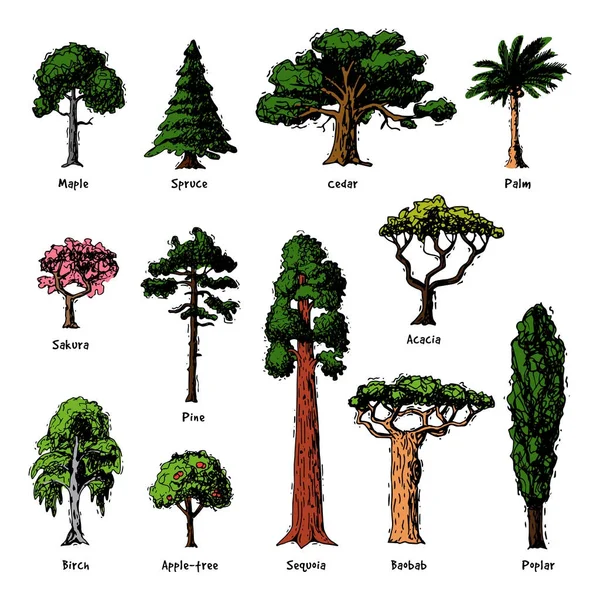 Types d'arbres vecteur forêt verte pinèdes collection de bouleau, de cèdre et d'acacia ou jardin verdoyant réaliste avec illustration palmier et sakura isolé sur fond blanc — Image vectorielle