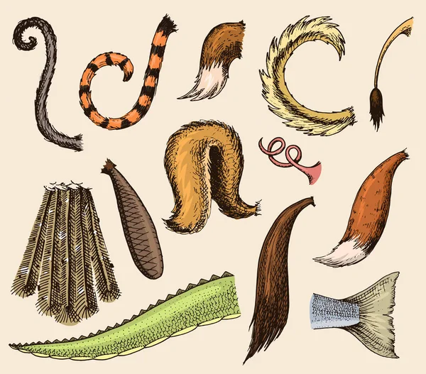 Queue d'animal vecteur animal queue poitrine avec plumes poilues de membre illustration du jeu de brosse de queue isolé sur le fond — Image vectorielle