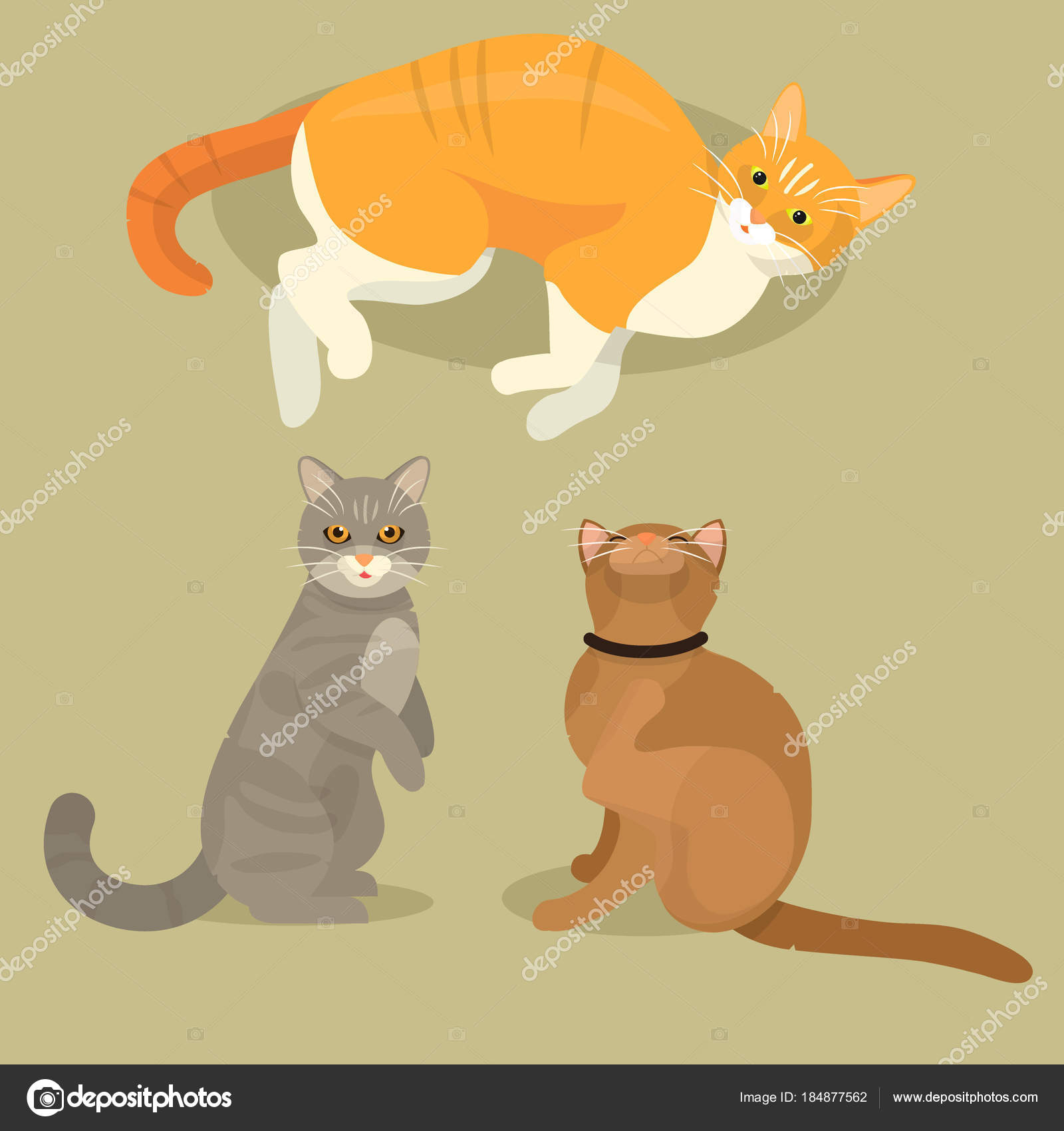 Chat Différents Chat Mignon Animal Mignon Animaux Cattish