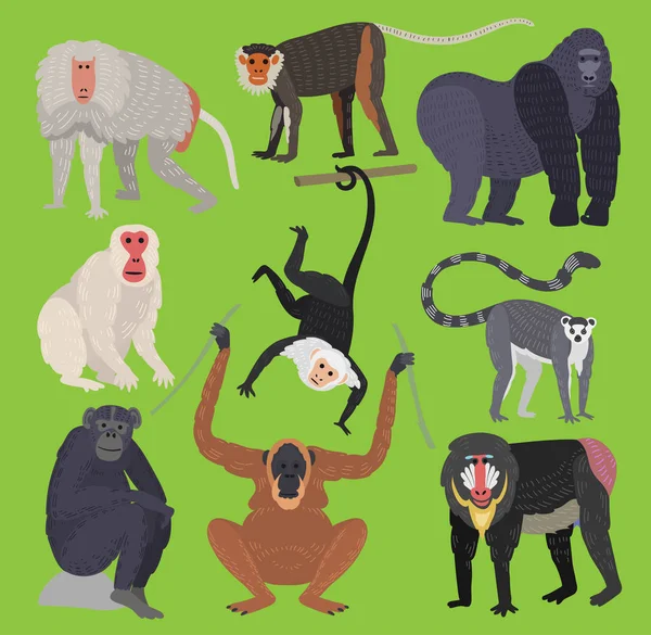 Verschiedene Arten von Affen Affen züchten seltene Tiervektoren. Karikatur Makaken Natur Primaten Affe Schimpanse, Orang-Utan, Haubenfigur. wilder Zoo Affenwelt Dschungel Tier — Stockvektor