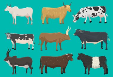 Vektör bulls ve çiftlik hayvan hayvanlar memeli doğa sığır tarım inekler ve illüstrasyon iç kırsal inek boynuzlu karikatür buffalo karakter. Mera tarım boynuz boğa ve inek tarım