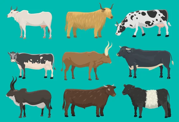 Vektor bikák és tehenek, farm állati szarvasmarha emlősök természet marha mezőgazdasági és hazai vidékfejlesztési szarvasmarhák szarvas rajzfilm buffalo karakter illusztráció. Mezőgazdaság, legelő mezőgazdasági kürt, bikák és tehenek — Stock Vector