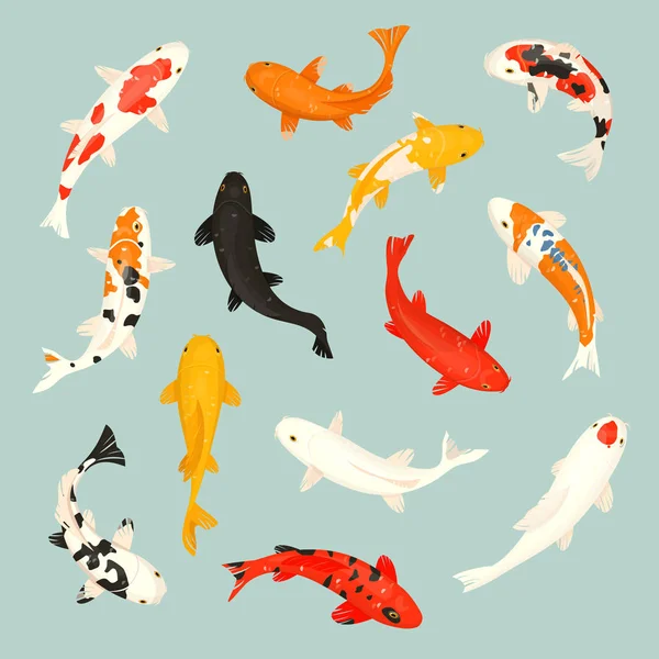 Koi peces vector ilustración japonesa carpa y colorido oriental koi en Asia conjunto de peces de colores chinos y tradicional pesca aislado fondo — Vector de stock