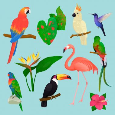 Tropikal kuşlar flamingo ve egzotik papağan vektör veya sinekkuşu palm ile arka plan üzerinde izole tropikal moda kuş toucan resimde kümesi bırakır