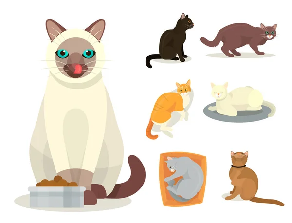 Kočky různých plemen roztomilé koťátko domácí zvířata kreslená roztomilé zvířecí cattish znakové sady kočičí ilustrace — Stockový vektor
