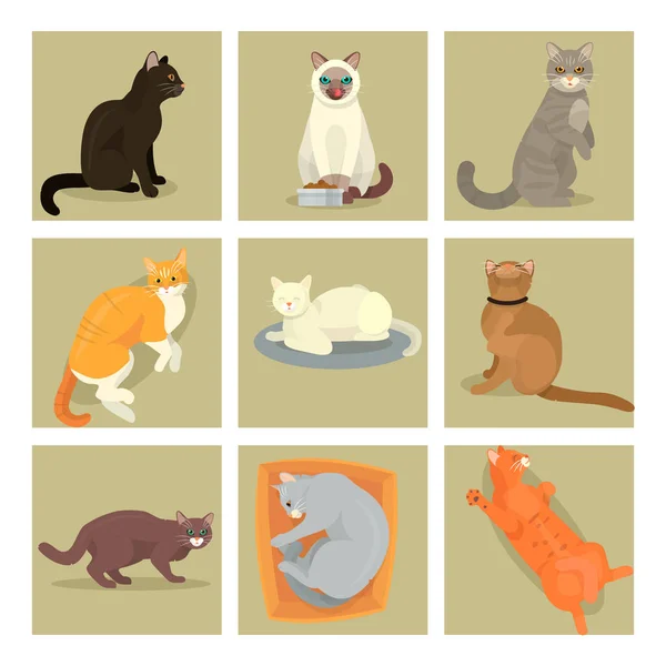 Diversi gatto banner carte carino gattino animale domestico cartone animato carino animale cattic personaggio set illustrazione catlike — Vettoriale Stock