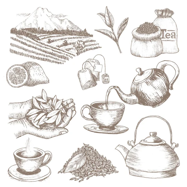 Tea vektor ital növényi ital a száraz levelek, a tea-cup teatime ábrán a teáskanna és a csésze a tea-caddy elszigetelt fehér background — Stock Vector