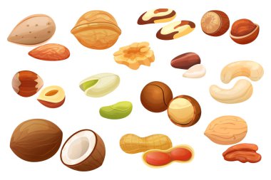 Nuts isolated on white background, set of different hazelnut, almond, peanut and pecan, vector illustration