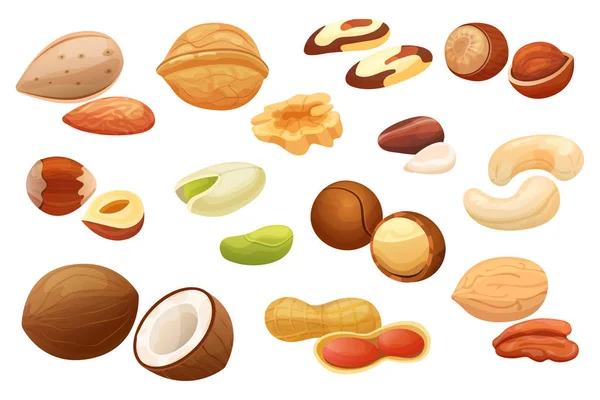 Nuts isolated on white background, set of different hazelnut, almond, peanut and pecan, vector illustration — Stock Vector