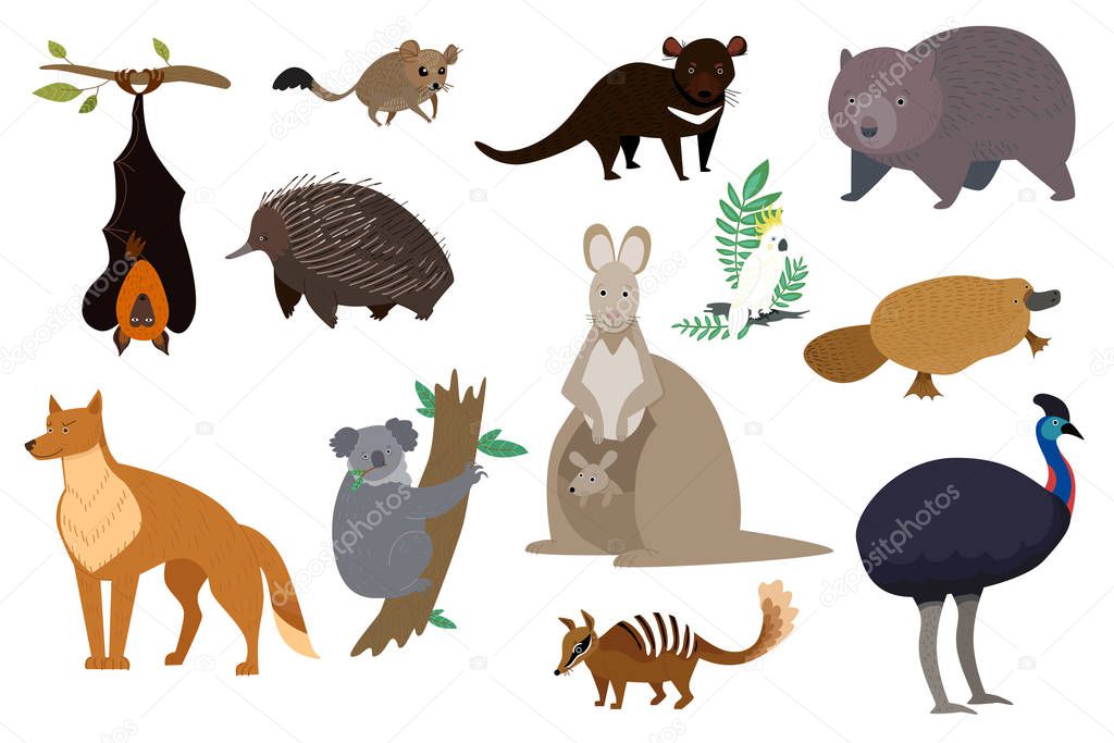 Australian animals, set of isolated cartoon characters kangaroo, koala and wombat, vector illustration
