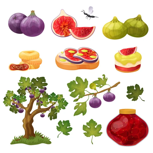 Figue fruits et desserts, ensemble d'icônes isolées, branche d'arbre et pot de confiture, illustration vectorielle — Image vectorielle