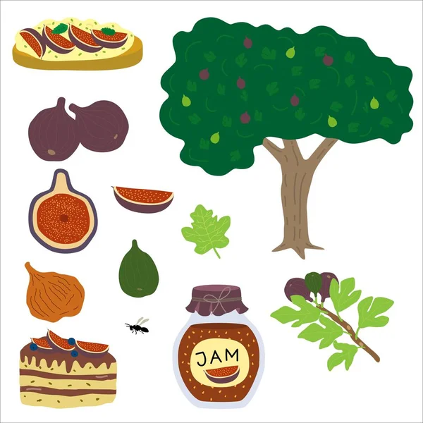 Piezas de la naturaleza de higos, mitades de púrpura suave útil, frutas de la dieta con rama de árbol verde en ilustración de higo vectorial aislado en blanco . — Archivo Imágenes Vectoriales