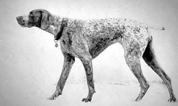 Duruş işaret içinde av köpeği