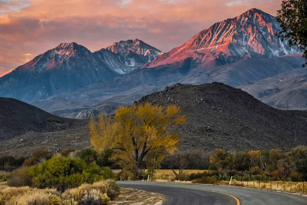 Sierras Sunrise, büyük çam, CA