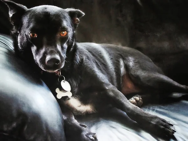 Kanepeye uzanmış köpek