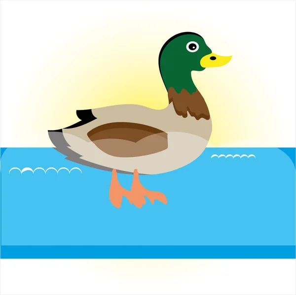 Swimming cartoon duck — Stock Vector