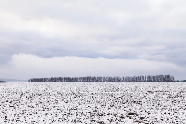 Pole pokryte śniegiem zimą w Turyngii — Zdjęcie stockowe