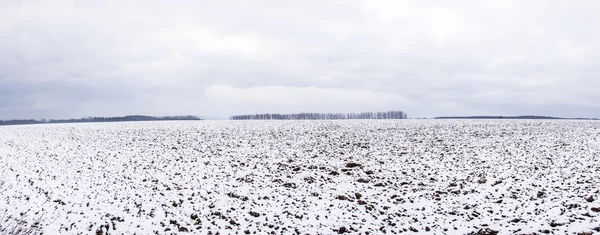 Pole pokryte śniegiem zimą w Turyngii — Zdjęcie stockowe