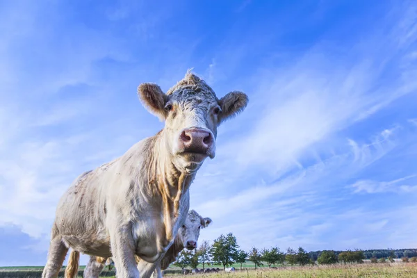 Retrato de vaca marrom agradável em um campo — Fotografia de Stock