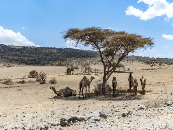 I cammelli hanno un riposo sotto un albero nel parco nazionale di Ngorongoro — Foto Stock