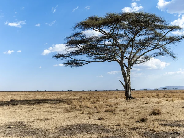 Albero secco solitario nel deserto del serengeti — Foto Stock