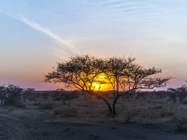 Por do sol no parque nacional serengeti — Fotografia de Stock